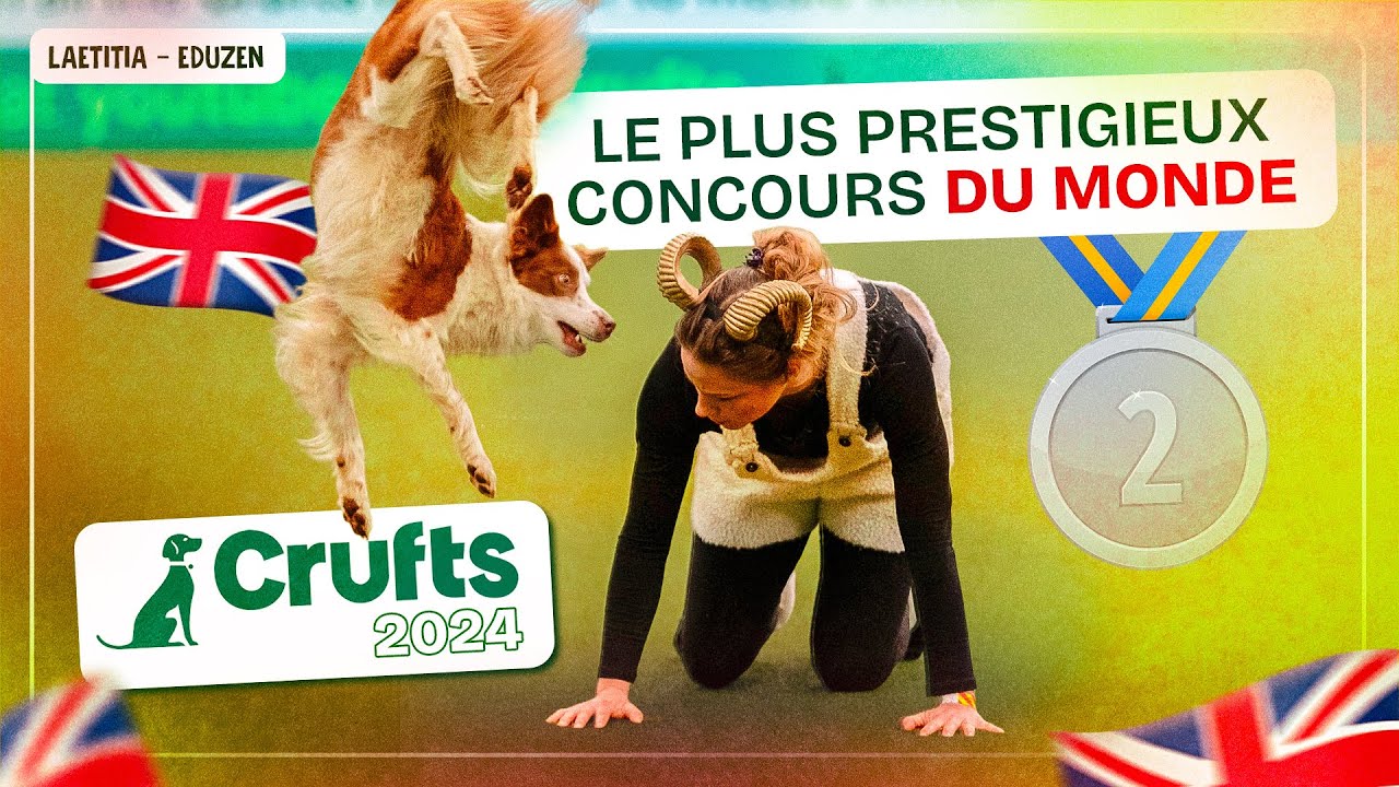 Yoko 2&egrave;me place 🏆 &agrave; Crufts 2024 Freestyle International 🐏 (Sheep Routine) | Laetitia Gonnon - Eduzen