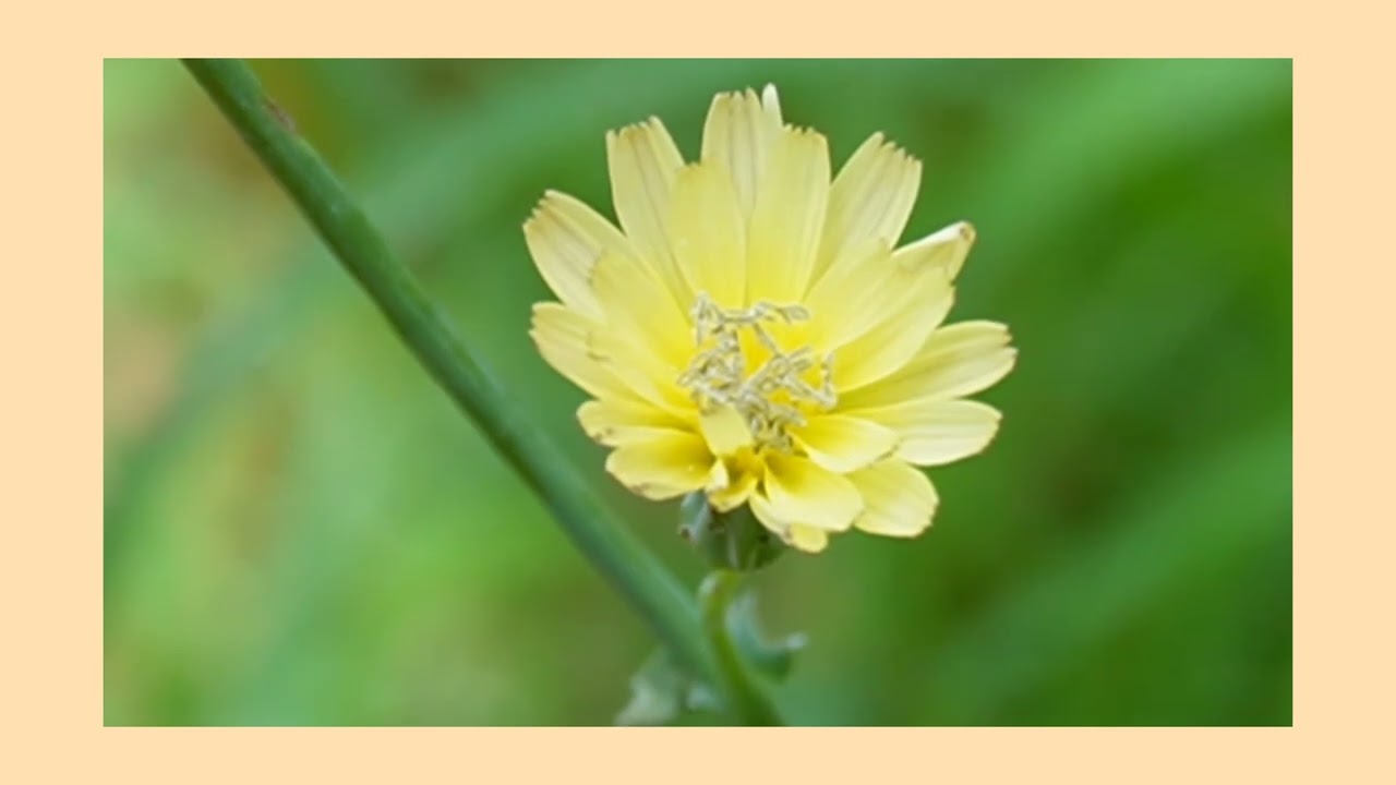 🌼A flower blossoms for it's own joy.🌼