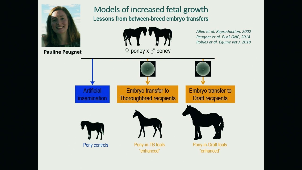 Influence of Maternal/Environmental Factors During Prenatal Period on Athletic Potential of Foal