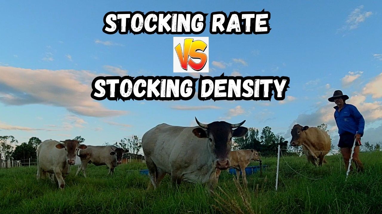 What's the difference between Stocking Rate Vs Stocking Density.