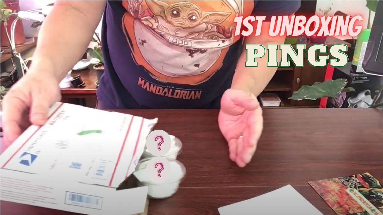 1st Unboxing Carnivorous plants | Pinguiculas aka Butterworts and potting them up