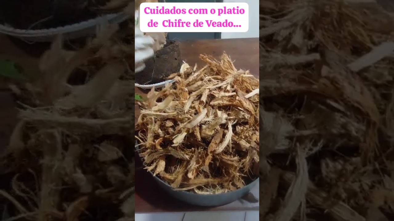 Replantando  Chifre de Veado.