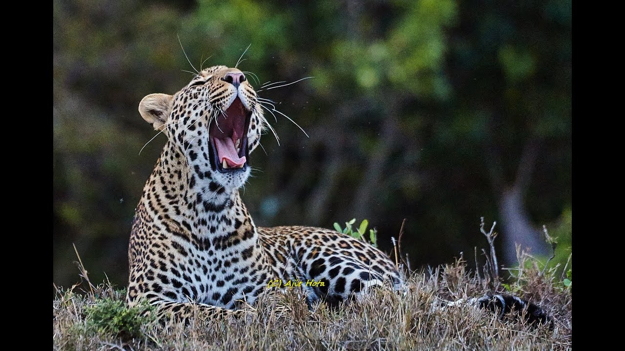 African Leopard | Maasai Mara | Safari live | jaws of death -| wild African leopard basking in Sun
