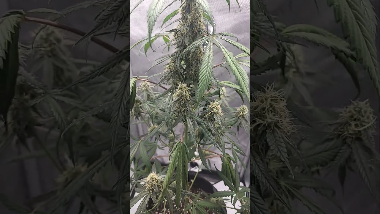 poundtown autoflower!!