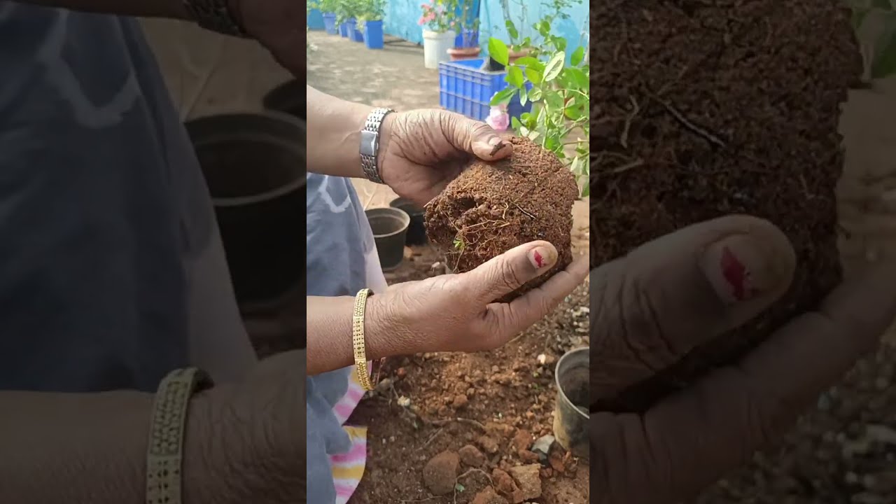 Ask Vlogs Tamil is live ❤️❤️ gardening community#my garden work