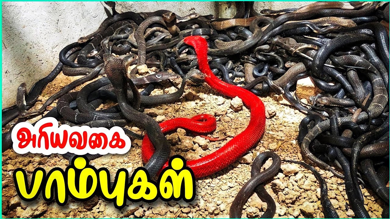 சிலிர்க்க வைக்கும் வித்தியாசமான பாம்புகள் | Rarest Snakes