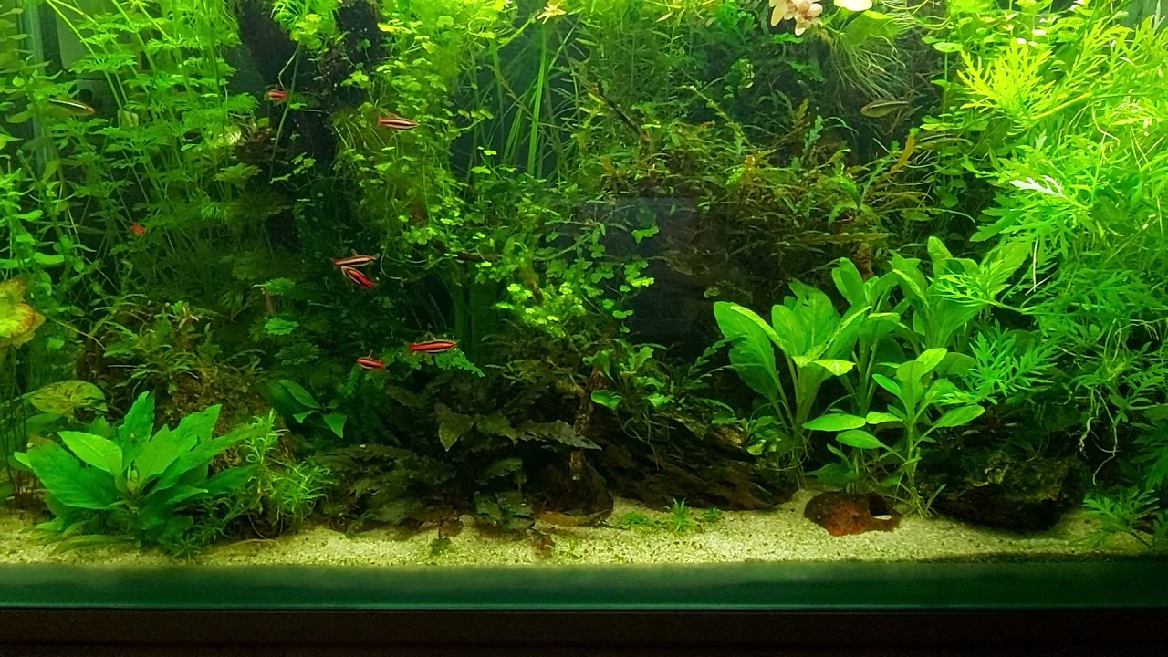 Neue Nannostomus mortenthaleri