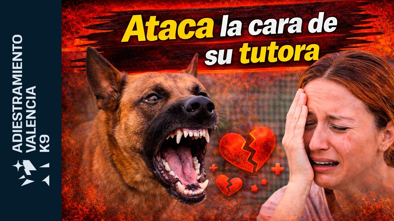 Pastor Belga Malinois destroza cara a tutora. 