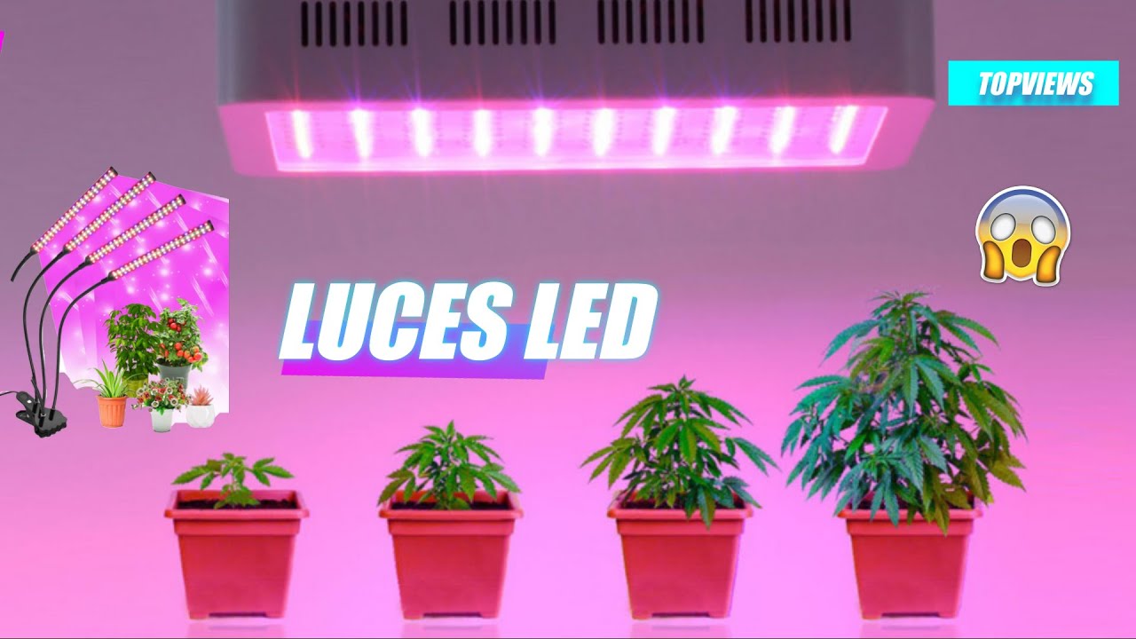 🌱😱&iexcl;Top 3 mejores luces led para cultivo!🌟