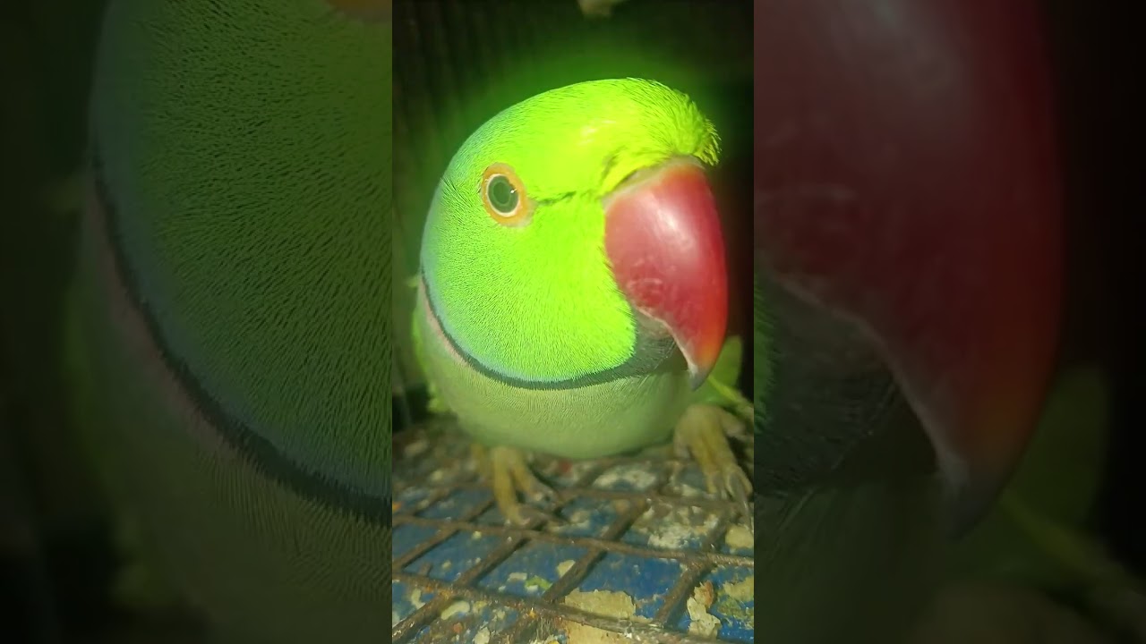 Parrot 🦜 ke samne yese उंगली kabhi nhi dena 😱end me dekgiy ky hota h🦜🌎