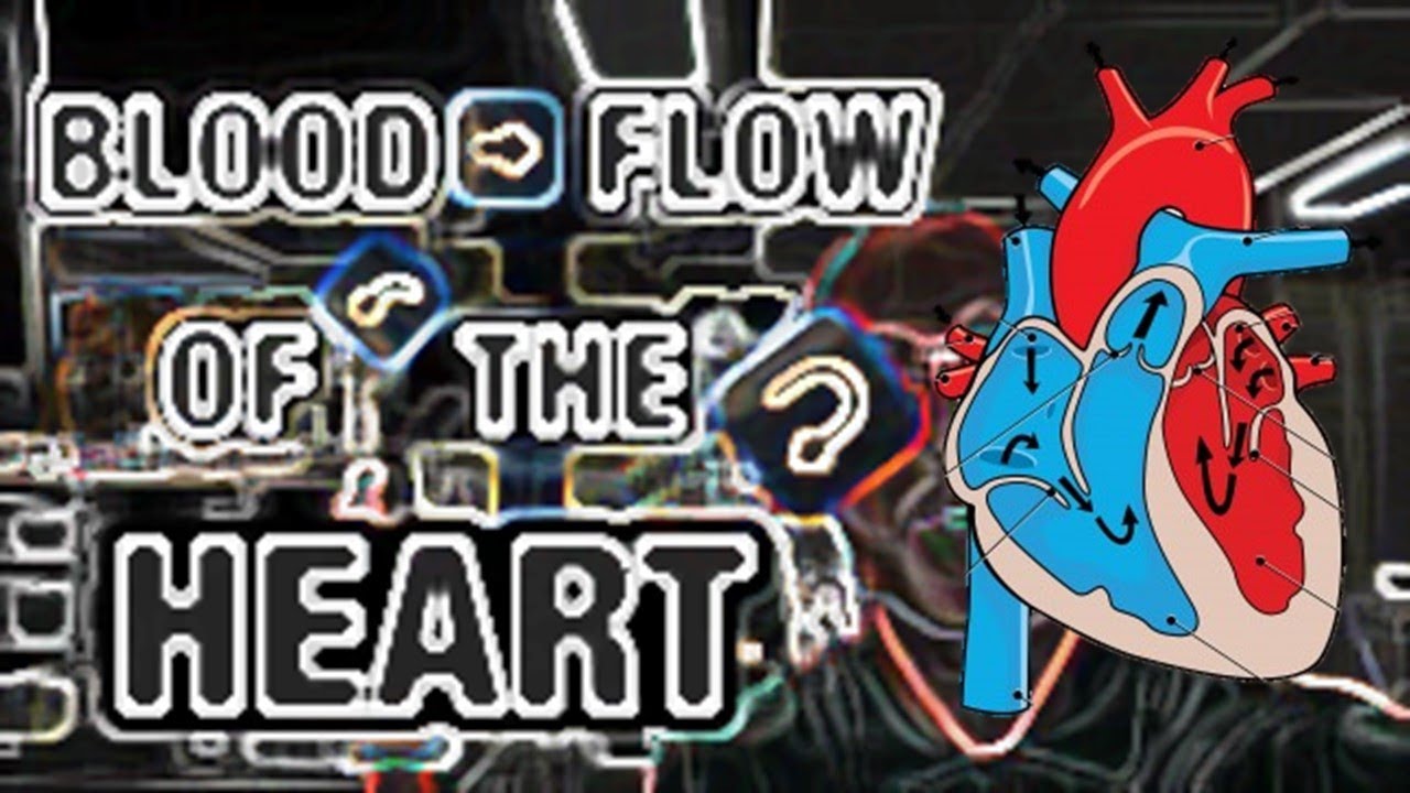 Blood Flow of the Heart w/ subtitles - Human Anatomy - Ohio University