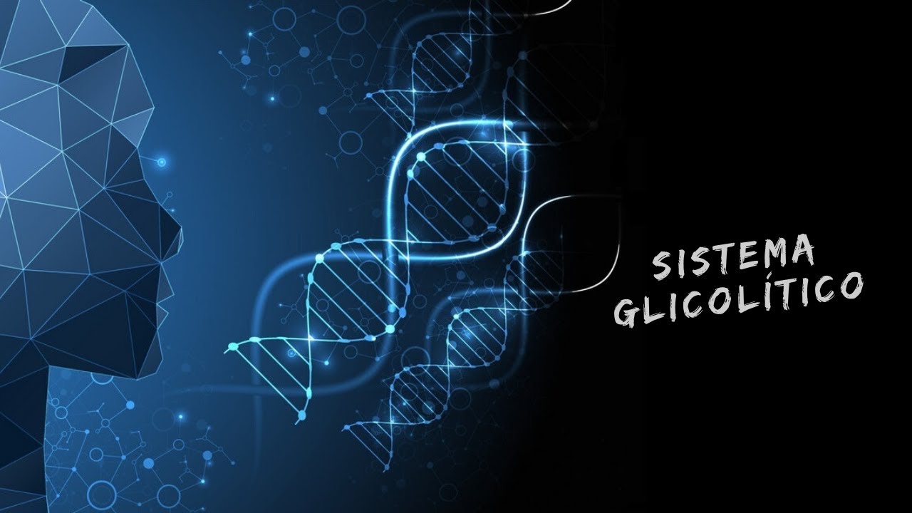 Sistema glicolítico