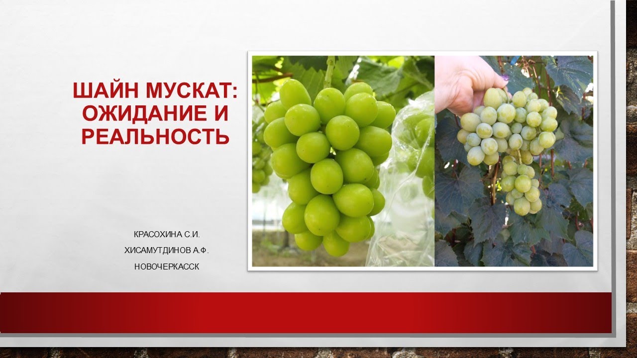 Шайн мускат: ожидание и реальность @Krasokhina