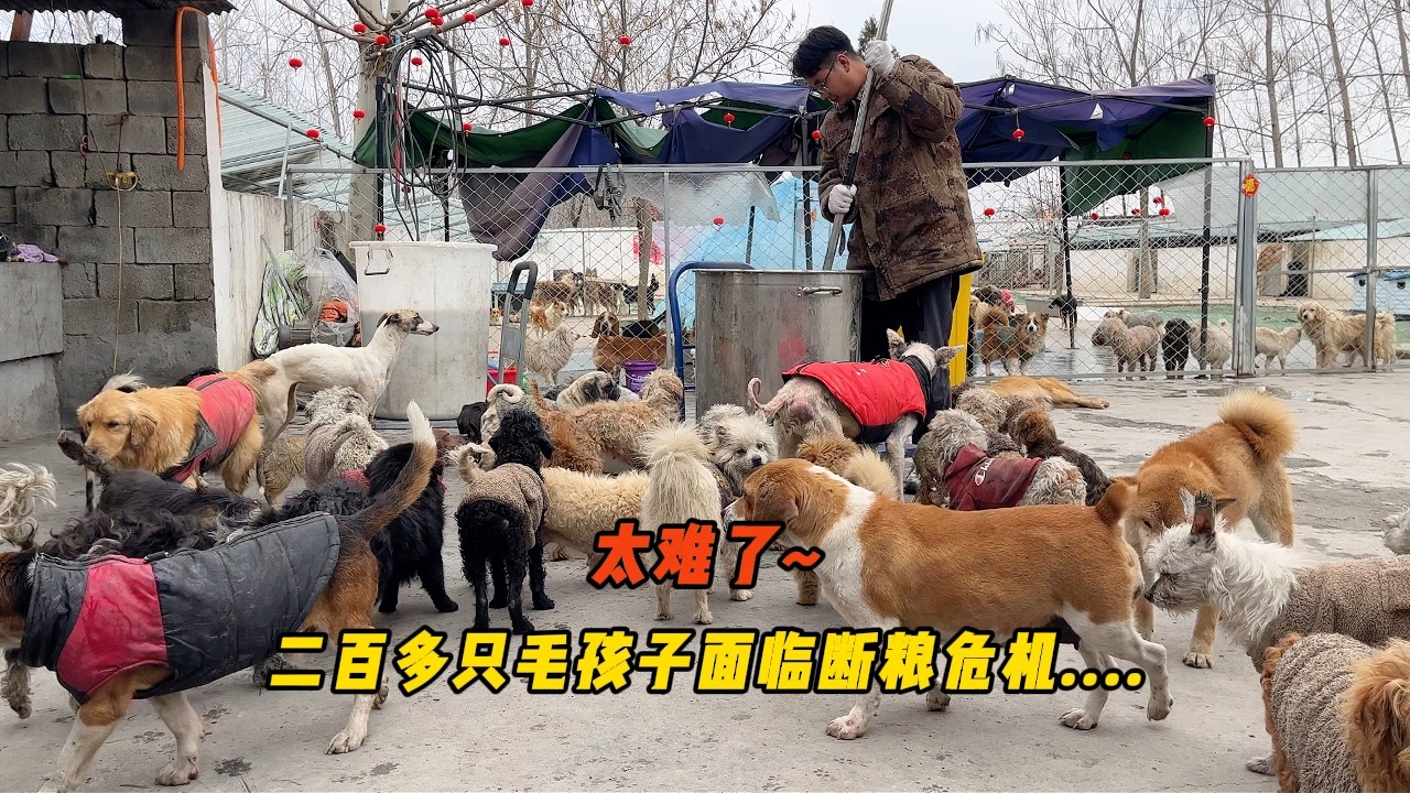 兩百多只流浪毛孩子面臨斷糧危機！ 小院糧倉已空下一頓飯讓人發愁