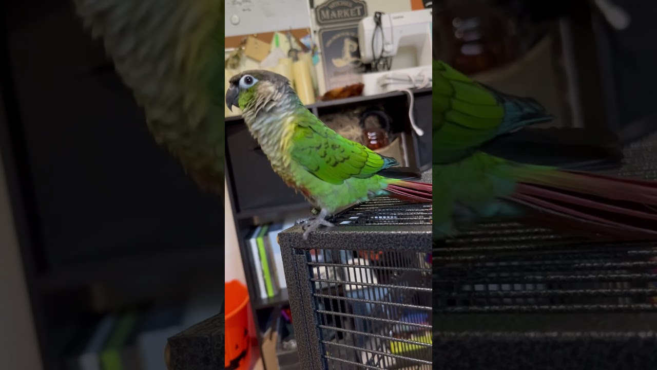 Just a normal day at the dwelling. #parrot #birblife #birds #birdmum