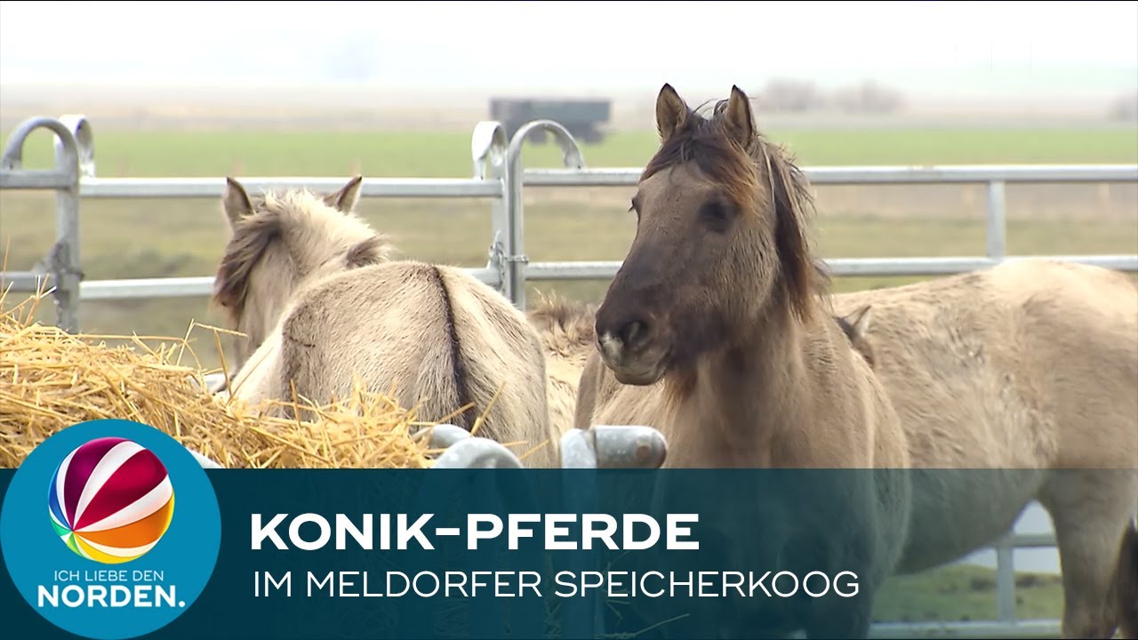 Wer ist für die verhungerten Konik-Pferde im Meldorfer Speicherkoog verantwortlich?
