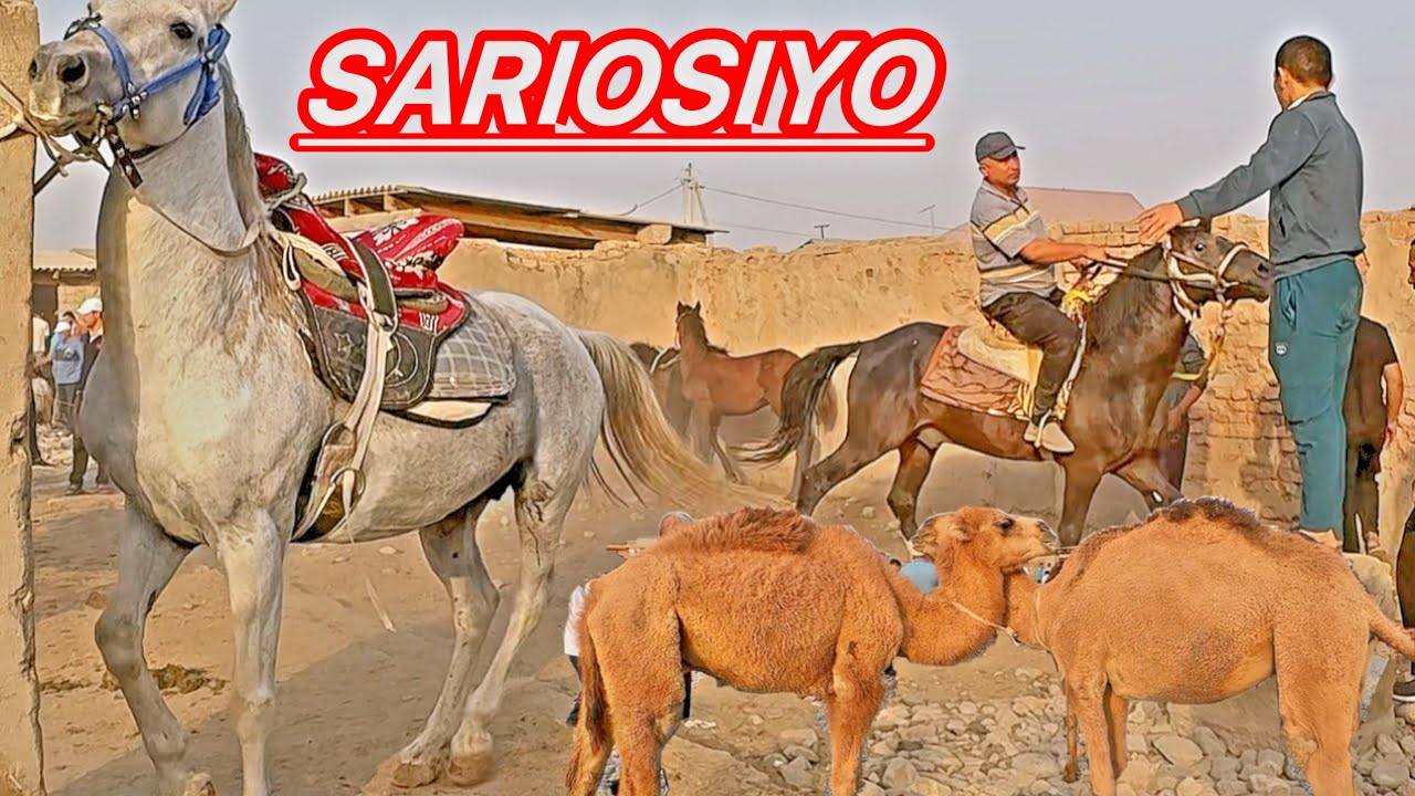 SURXONDARYO SARIOSIYO PAYSHANBA OT BOZORI