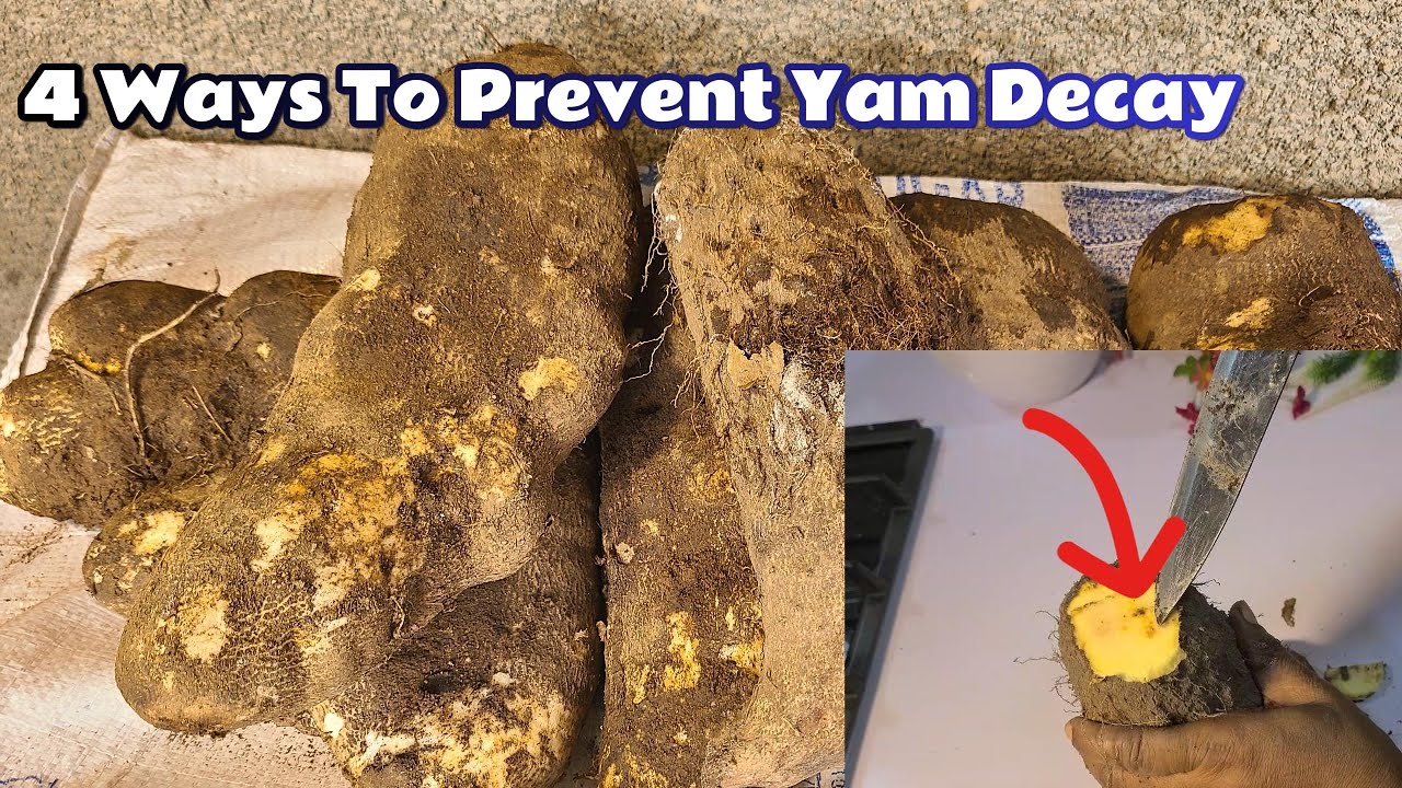 Say Goodbye to Rotten Yams |4 Easy Preservation Hacks