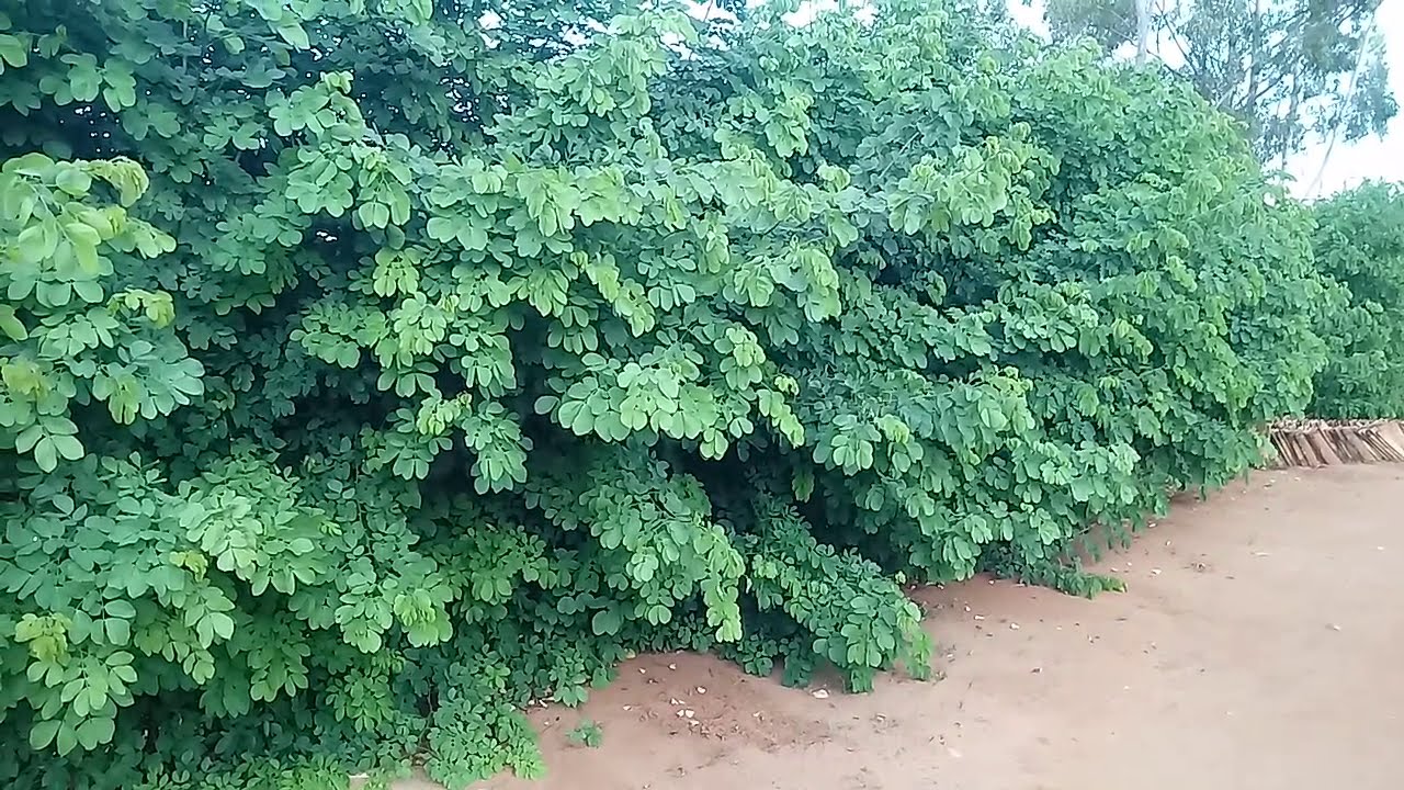 Cerca viva!🌵🌱🌳sansão do campo ou avélos?