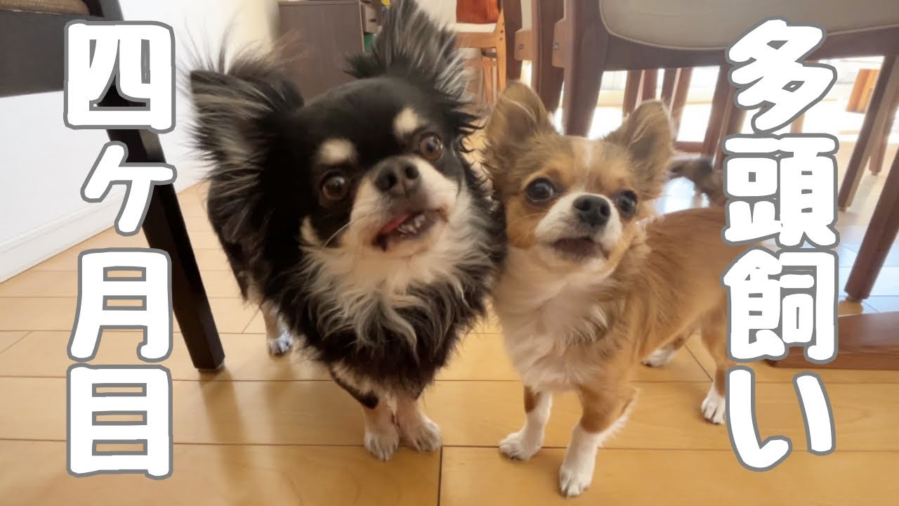 【多頭飼い】多頭飼い生活早くも4ヶ月目⁈#チワワ #多頭飼い#犬のいる生活 