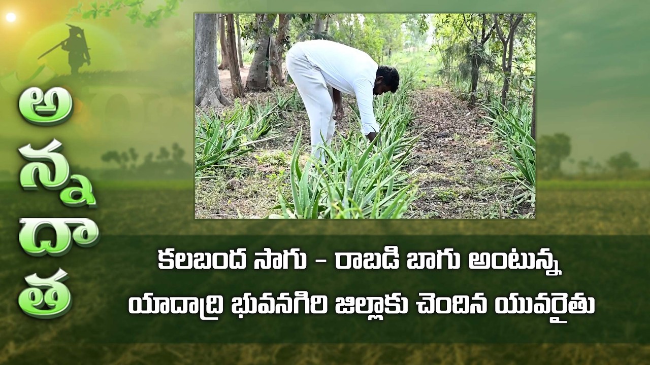 Profitable Alovera farming by Yadadri farmer | ETV