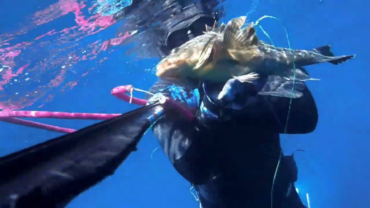 Pesca in apnea nel livornese 2023@antoniomatteucci8732#passionepesca#pathos#