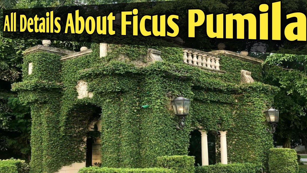 Ficus pumila/Настенная лиана/Вьющаяся инжирная лоза/Ficus repens/Чипкали бель//Ficus pumila varie...