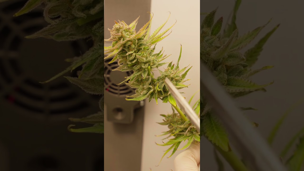 Ganz einfach HASH herstellen! #shorts