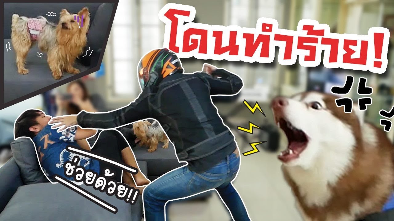 ลองใจหมา #9 // โดนโจรบุกทำร้าย!! ระหว่างพาหมามาเล่นในสตูใหม่!
