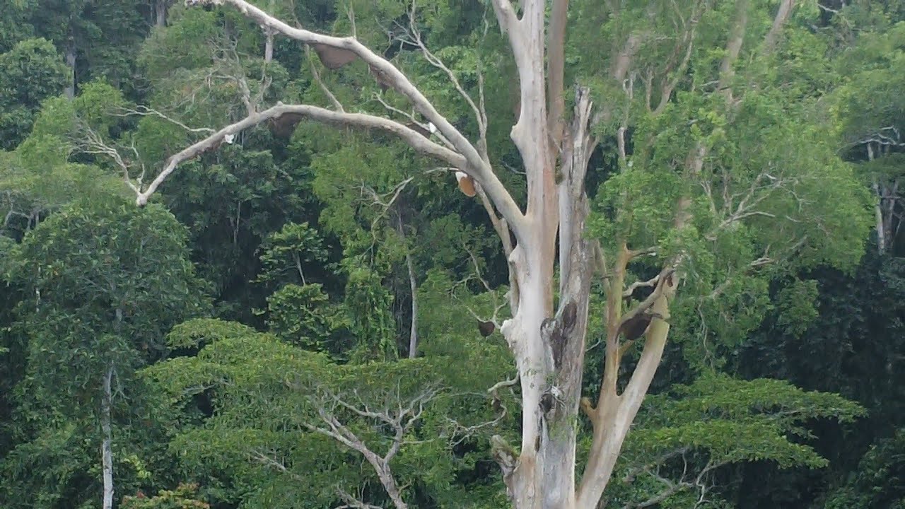 Pohon Madu Menjulang ke Langit di Desa Atap, Sembakung ~ Kabupaten Nunukan || KALIMANTAN UTARA
