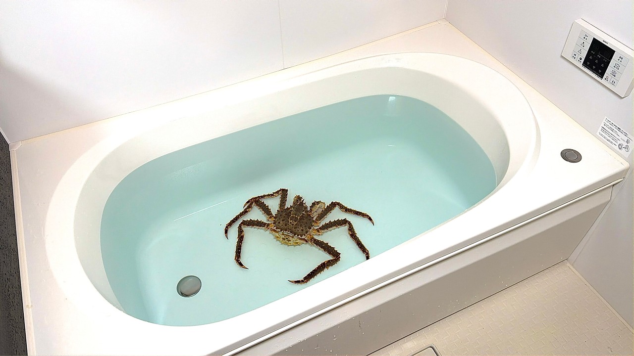 お風呂でタラバガニを飼う