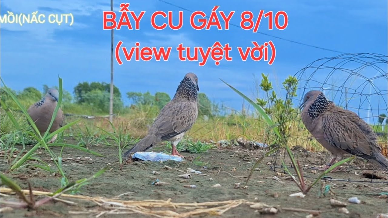 chim cu gáy trống mái đấu mồi / chim cu gáy @THEHIEN_CAMAU