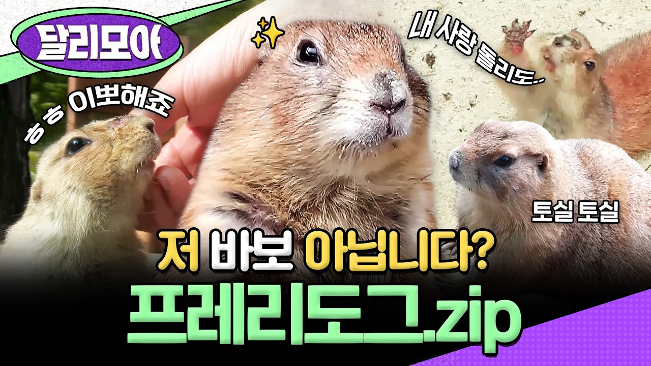 [📁#달리모아] 동글 동글 왕감자🥔 사랑을 위해서라면.. 신체의 한계도 뛰어넘는 상남자!!💖 프레리도그.zip #TV동물농장 #프레리도그