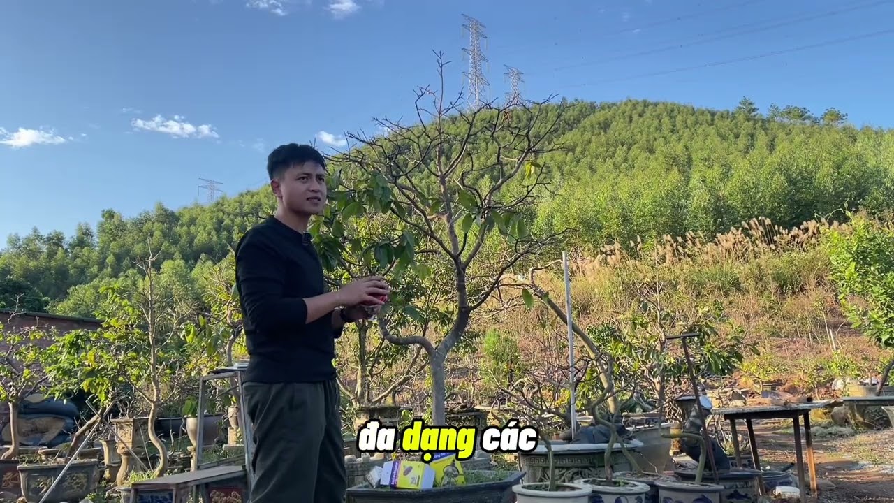 Ủ nhiệt cho cây mai vàng miền bắc , cần chuyển bị những gì ?