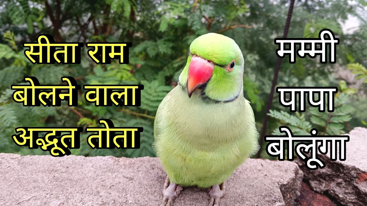 Parrot talking sita ram || parrot talking mummy papa || सीता राम बोलने वाला तोता || funny parrot