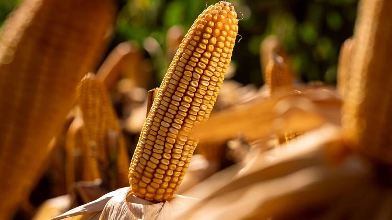 Maíces más petizos para aumentar los rindes en secano / Agrosistema Mar Chiquita
