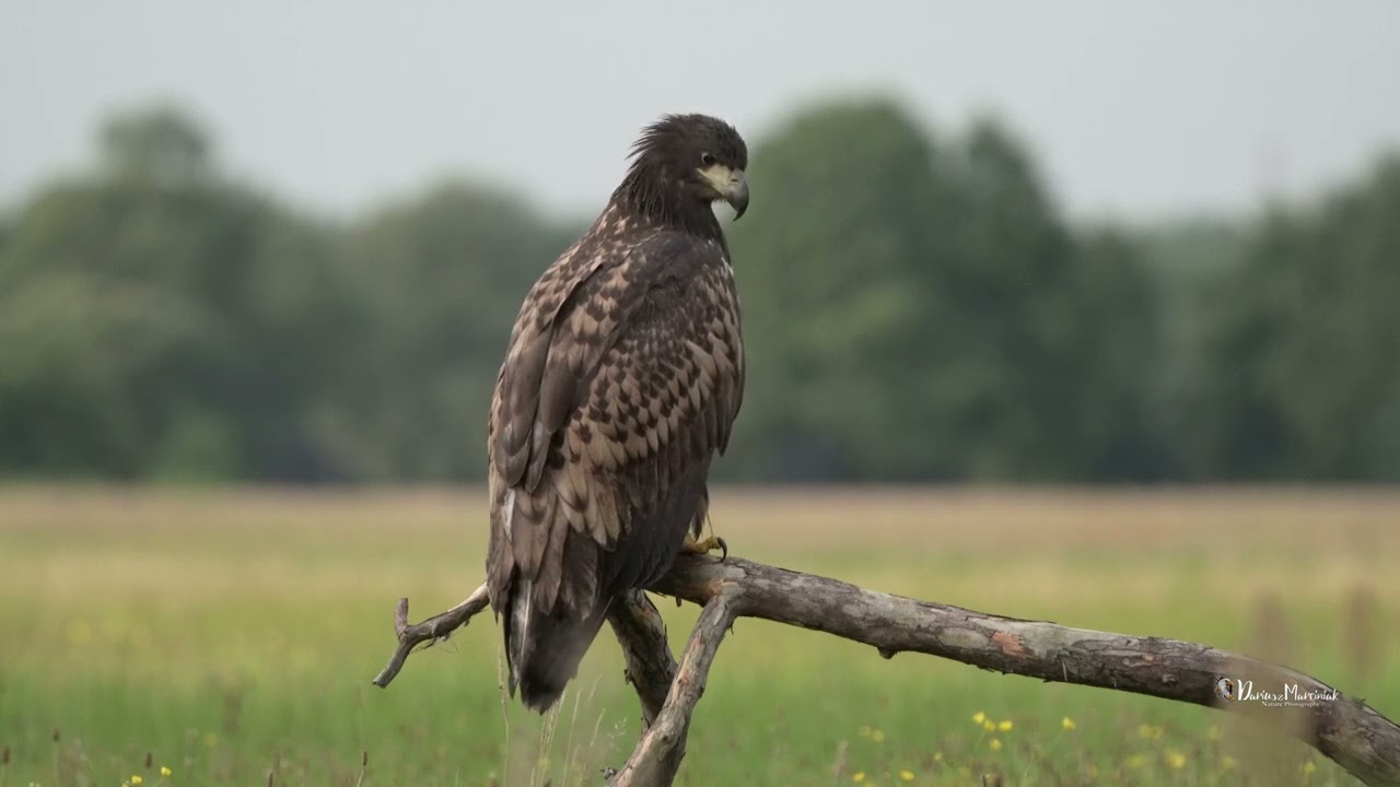 Bielik #birdphotography #wildlife