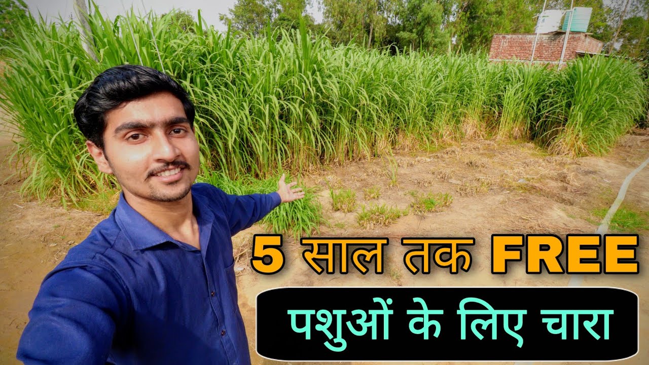 How to do Napier grass farming ( Green fodder for farmer )