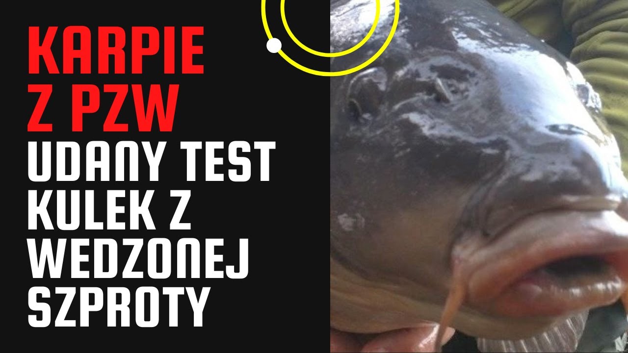 Wędkarstwo - test kulek proteinowych i 5 karpi na dobowej zasiadce.