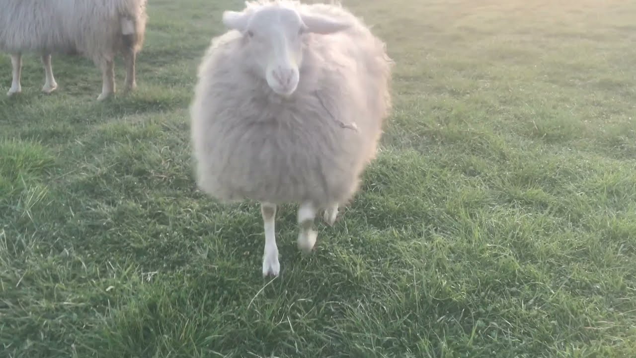 Pet sheep “Happy” acting happy!