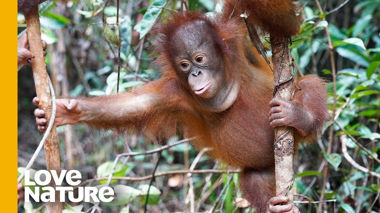 Class Clown Orangutan Valentino is Packed with Mischief | Love Nature