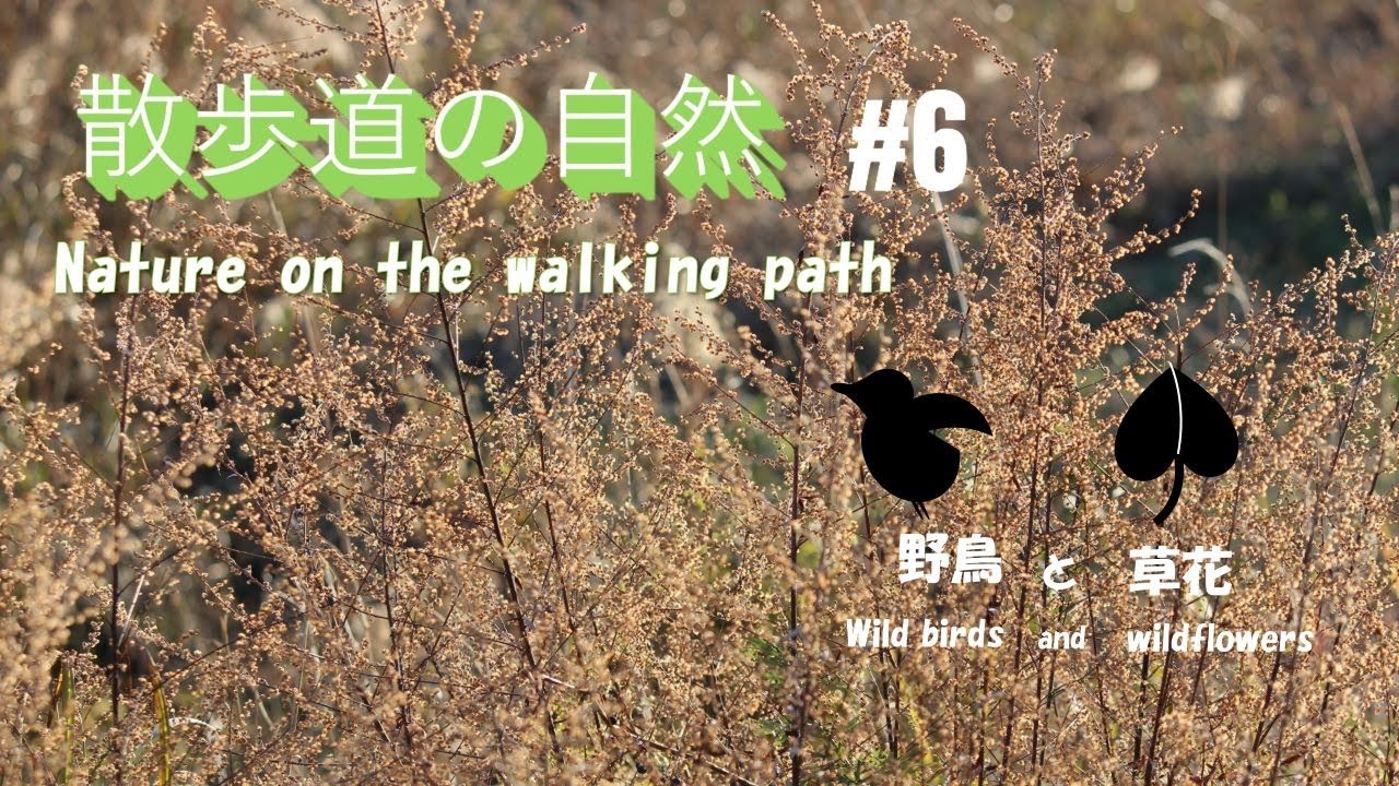 散歩道の自然_6　(Nature on the walking path_6)