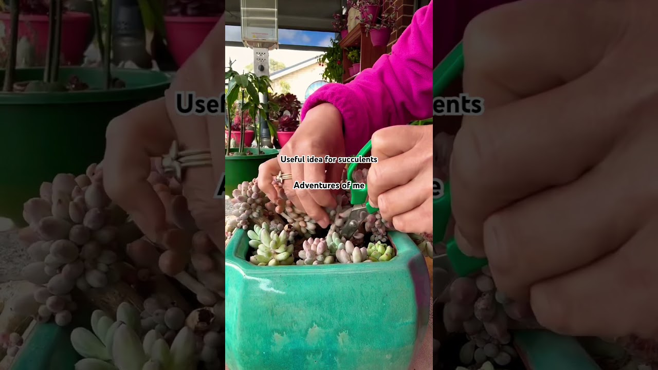 Useful idea for succulents. #succulentobsession #succulentslover #gardenlover #gardentips