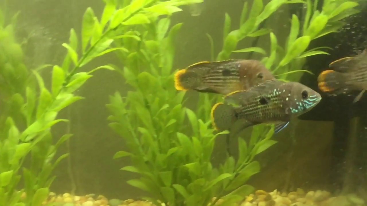 Sexing Green Terrors