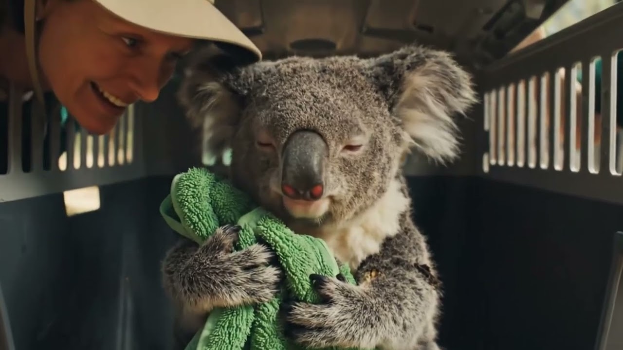 🐨✨ Muddy Koala Getting Cleaned – The Cutest Moment Ever 💦🌿