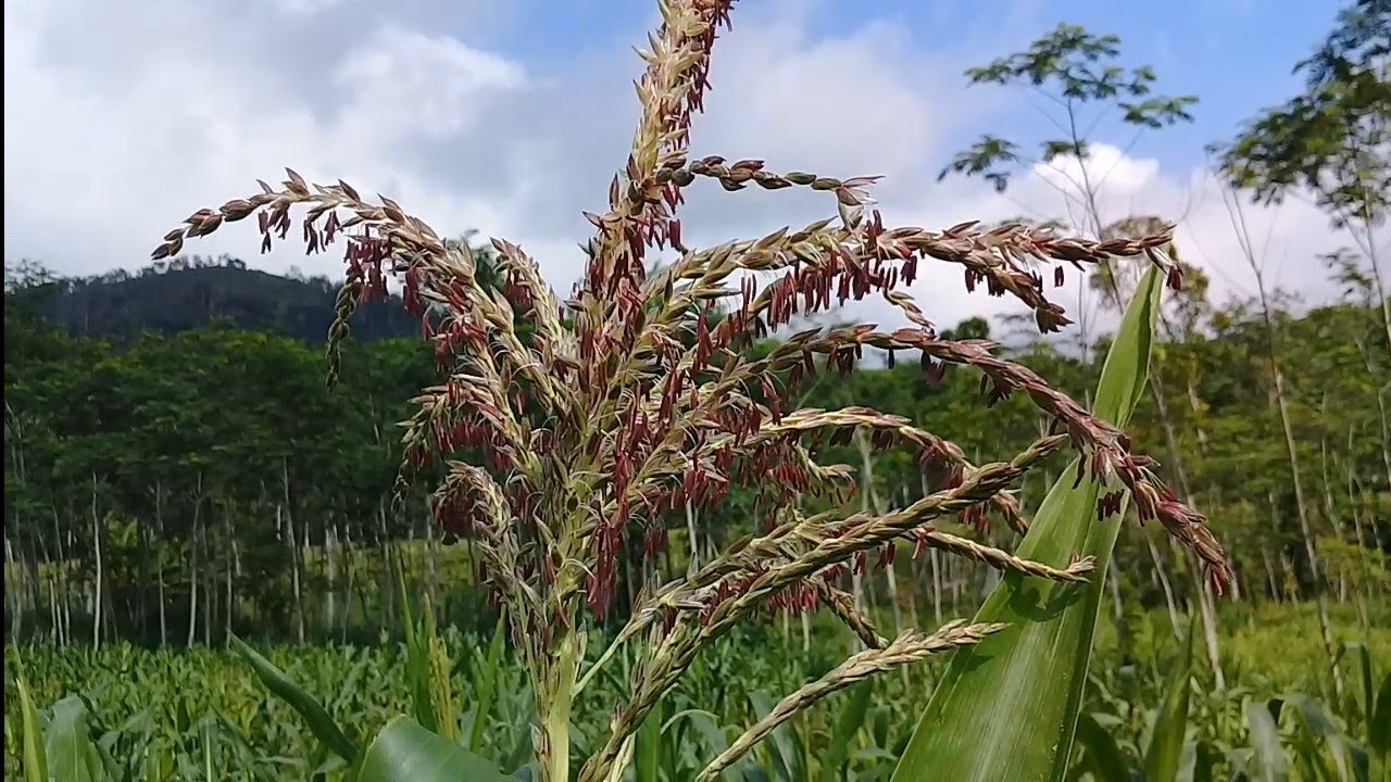 Mitos Atau Fakta.! Jagung Mulai Keluar Bunga Tidak Boleh Beraktivitas