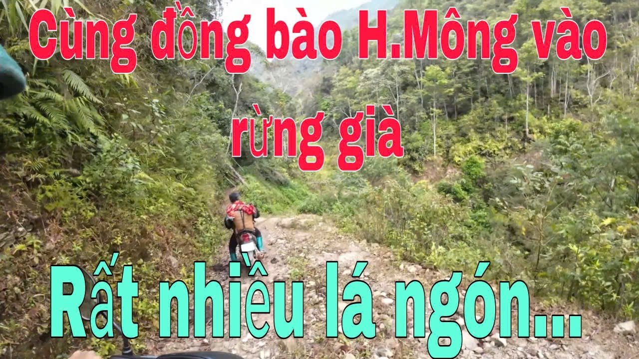 Cùng đồng bào H Mông vào rừng già  Tập 1 nấu ăn gần cây lá ngón DinhTheChau#travel