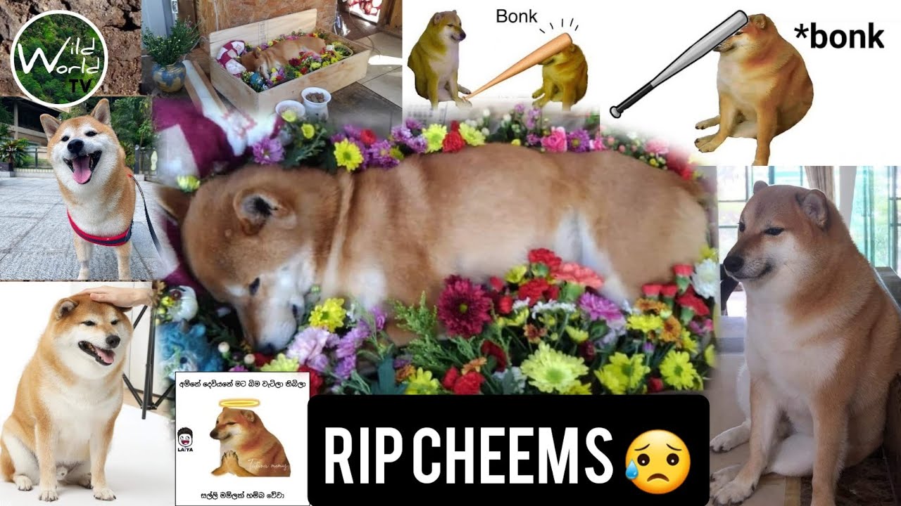 RIP Cheems | Cheems dead aged 12 | Good Bye Cheems | Cheems balltze | Meme king  - Wild World TV