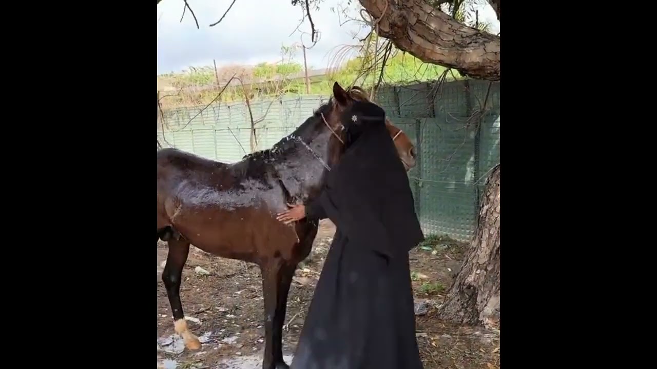 video Gaan waxaa fiirsan Kara qof faras jecel   #somalia #somali #somaliland #somalitiktok #youtuber