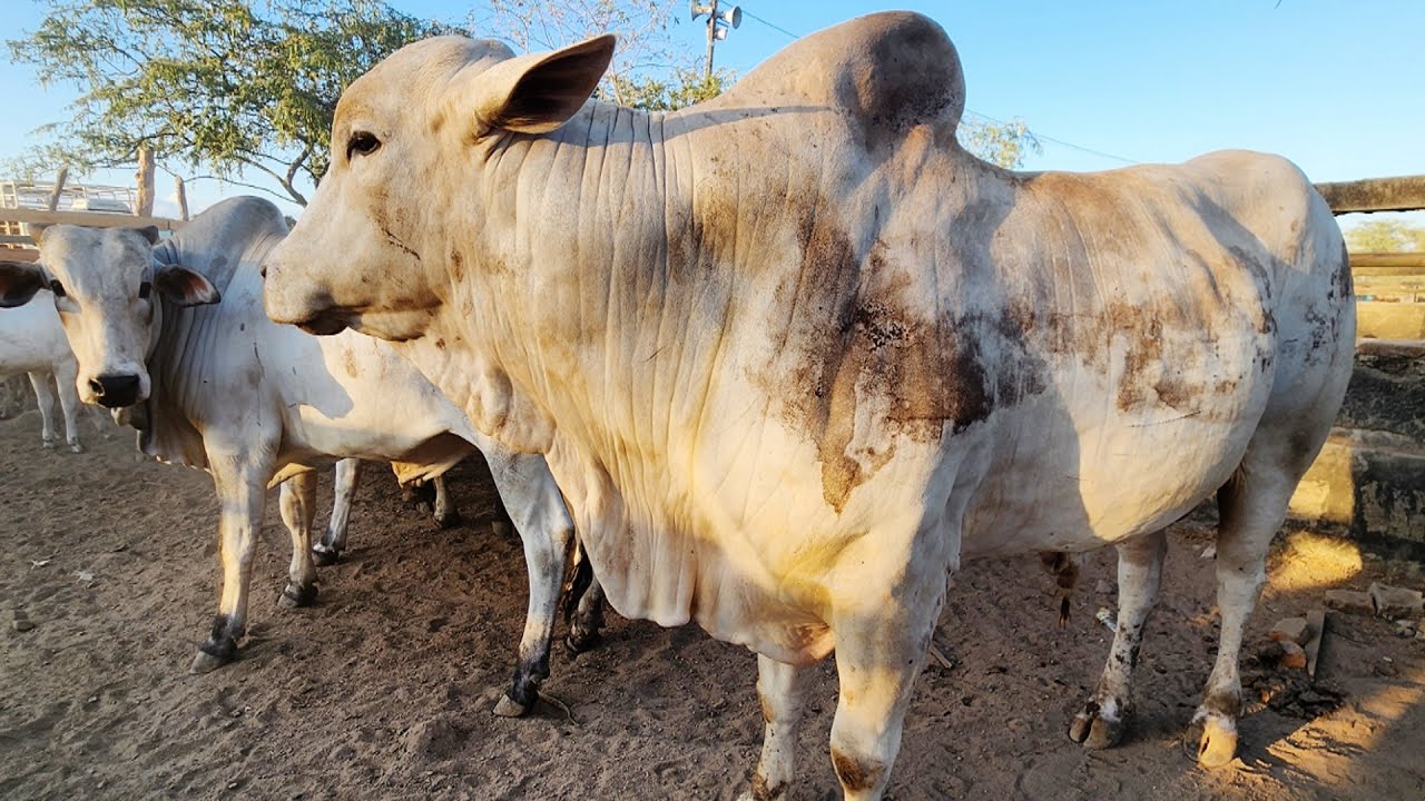 FEIRA DO GADO EM CARUARU-PE   16-12-2025 #nordeste